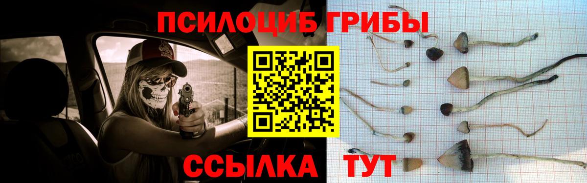 Галлюциногенные грибы Psilocybe Елизово